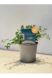 Aroma riserva Satureja montana Ø9