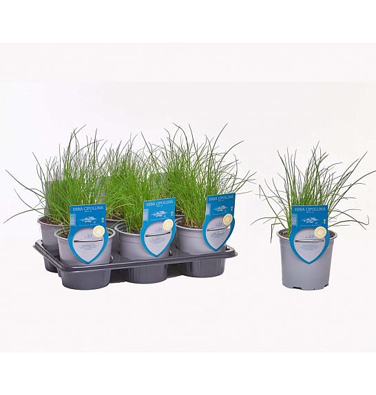 Aroma riserva Allium schoenoprasum Ø14