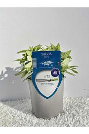 Aroma riserva Pineapple salvia Ø14