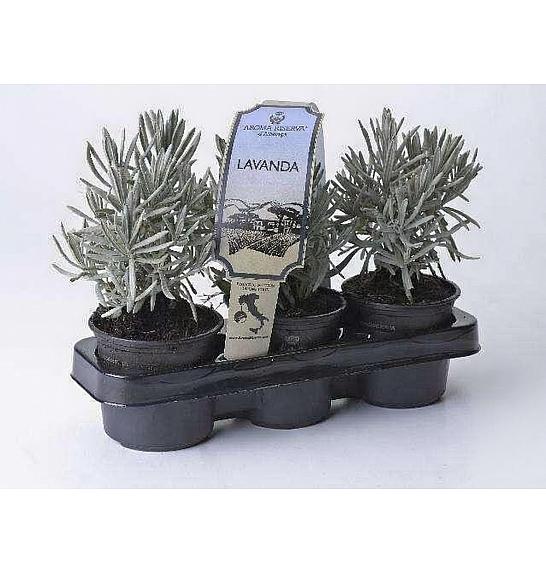Aroma riserva Lavandula angustifolia Ø9 3pack