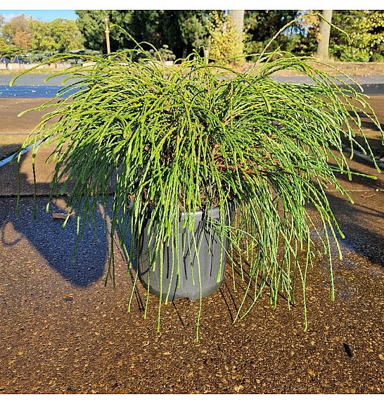 Thuja plicata Whipcord C8 Lit. 40/+ cm