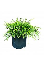 Thuja plicata Kagers Beauty C5 Lit. 25-30 cm