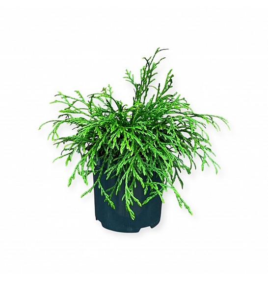 Thuja plicata Kagers Beauty C2,5 Lit. 20-25 cm