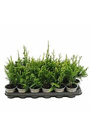 Thuja plicata Can-Can Ø9