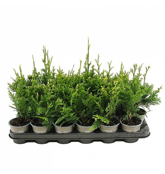 Thuja plicata Can-Can Ø9