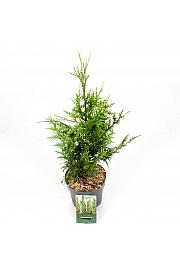 Thuja plicata Can Can C2,5 Lit. 25-30 cm