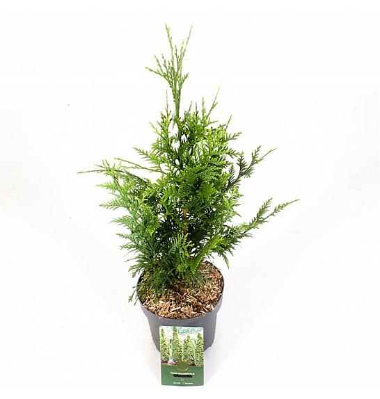 Thuja plicata Can Can C2,5 Lit. 25-30 cm