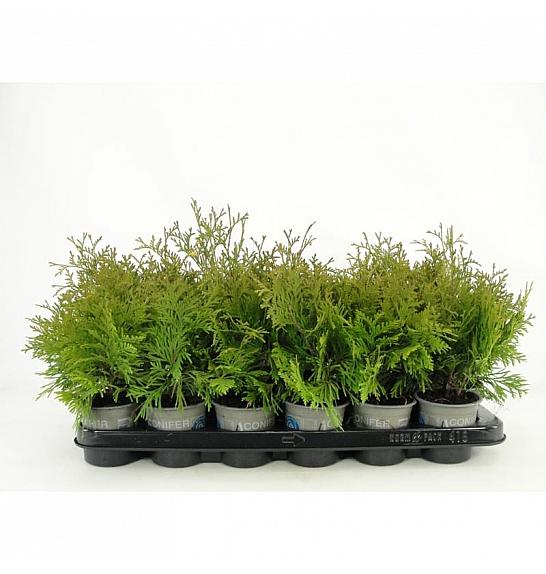 Thuja occidentalis Yellow Ribbon Ø9