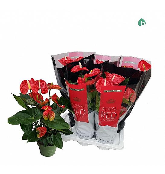 Anthurium andr. Ø17 Red