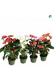 Anthurium andr. Ø17 Mix