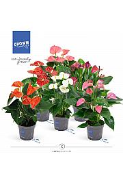 Anthurium andr. Ø12 Mix