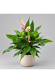 Anthurium andr. Ø12 Mix