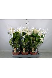 Anthurium andr. Ø17 White