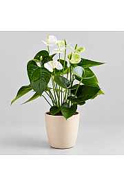 Anthurium andr. Ø17 White