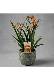 Anigozanthus Hibrido Downunder Dreams Ø18