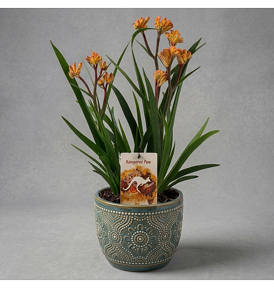 Anigozanthus Hibrido Downunder Dreams Ø18