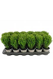 Thuja occidentalis Teddy Ø9