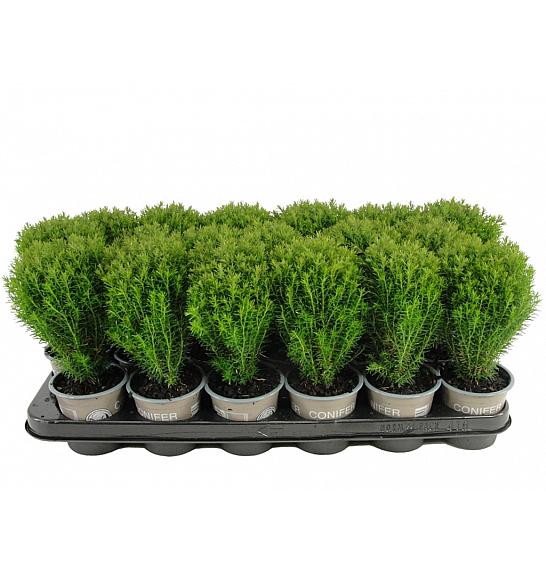 Thuja occidentalis Teddy Ø9