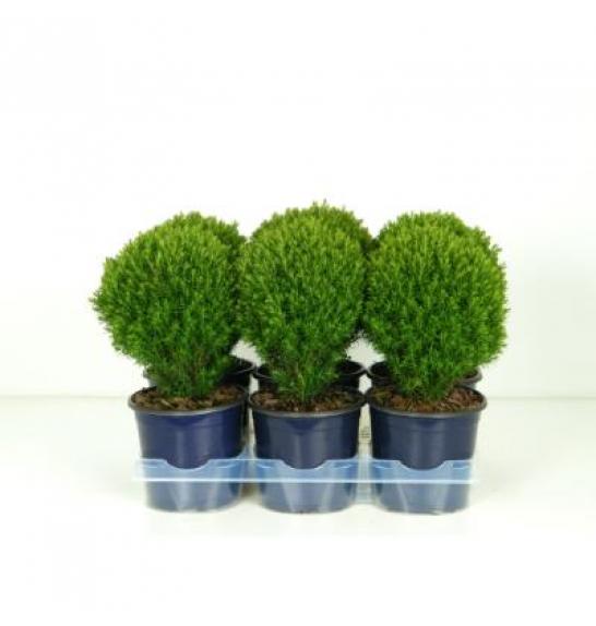 Thuja occidentalis Teddy Ø15 20-30 cm