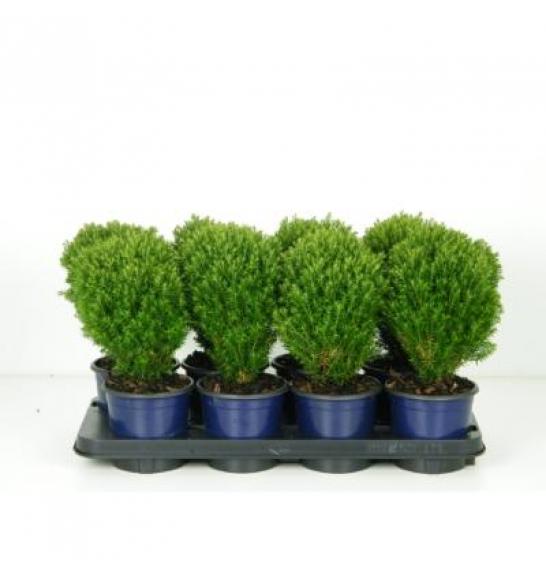 Thuja occidentalis Teddy C1 Lit.15-20 cm