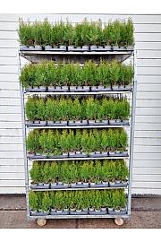 Thuja occidentalis Smaragd Ø 9