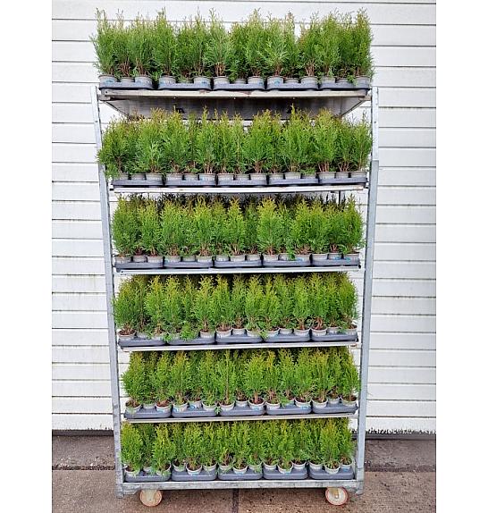 Thuja occidentalis Smaragd Ø 9