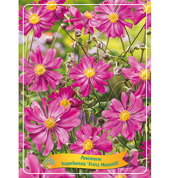 Anemone Prinz Heinrich Ø11