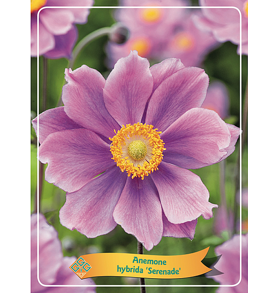 Anemone hybrida Serenade Ø11