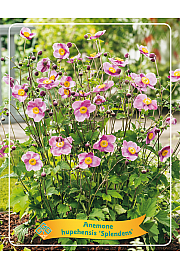 Anemone Hupehensis Splendens Ø11