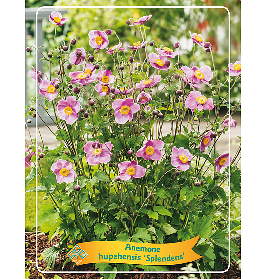 Anemone Hupehensis Splendens Ø11