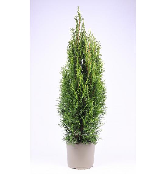 Thuja occidentalis Smaragd C5 Lit. 60-80 cm