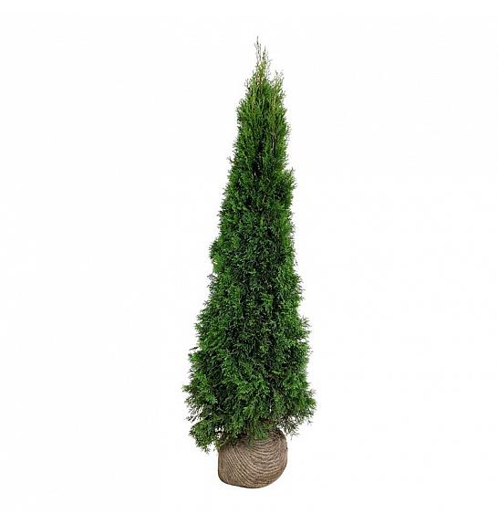 Thuja occidentalis Smaragd bala 180-200 cm extra