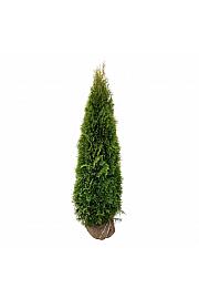 Thuja occidentalis Smaragd bala 180-200 cm