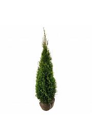Thuja occidentalis Smaragd bala 140-160 cm