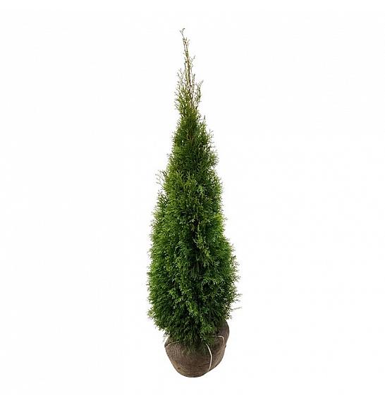 Thuja occidentalis Smaragd bala 140-160 cm