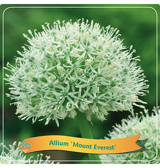 Allium Mount Everest C5 Lit.