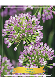 Allium Millenium Ø11