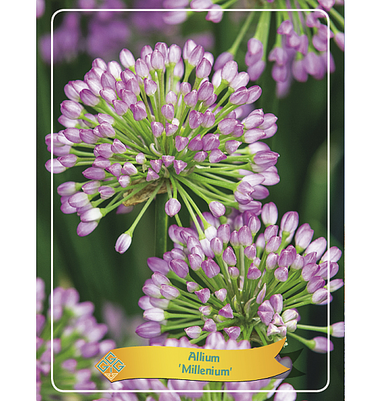 Allium Millenium Ø11