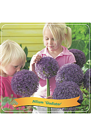 Allium Gladiator C5 Lit.