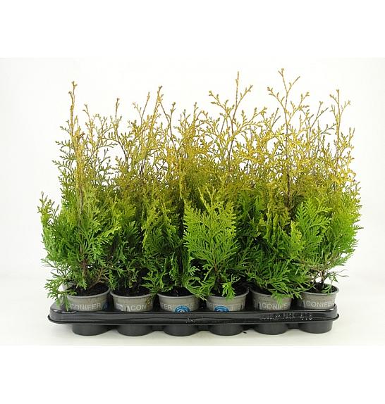 Thuja occidentalis Salland