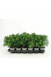 Thuja occidentalis Rheingold Ø9