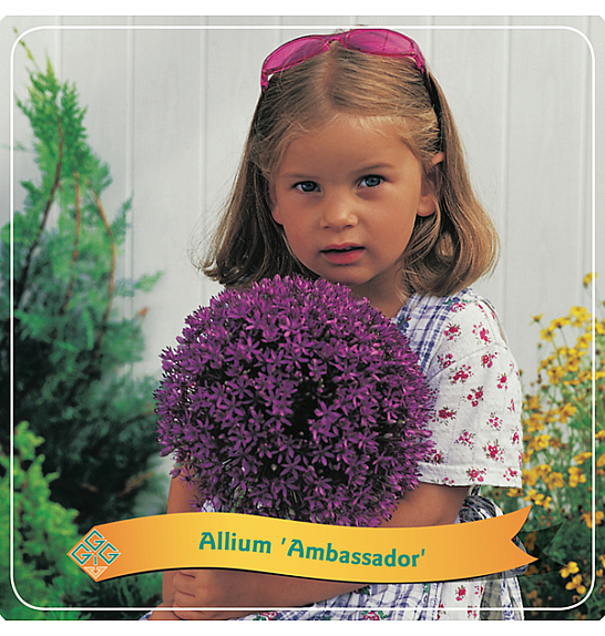 Allium Ambassador C5 Lit.