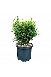 Thuja occidentalis Piccadilly C2,5 Lit. 20-25 cm