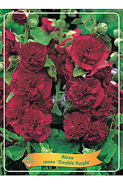 Alcea rosea Double Purple Ø11