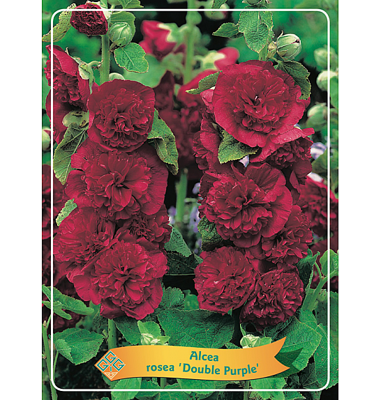 Alcea rosea Double Purple Ø11