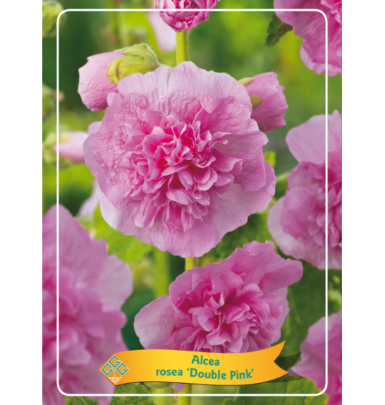Alcea rosea Double Pink Ø11