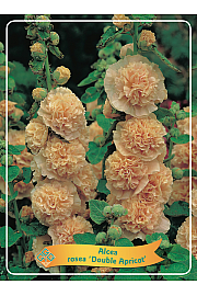 Alcea rosea Double Apricot Ø11