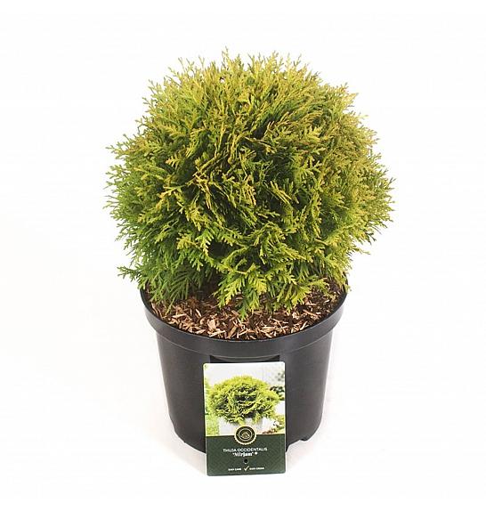 Thuja occidentalis Mirjam ᴾᴮᴿ C5 Lit. 30-40 cm