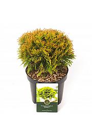 Thuja occidentalis Mirjam ᴾᴮᴿ C2,5 Lit. 20-25 cm