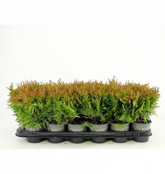 Thuja occidentalis Mirjam PBR Ø9